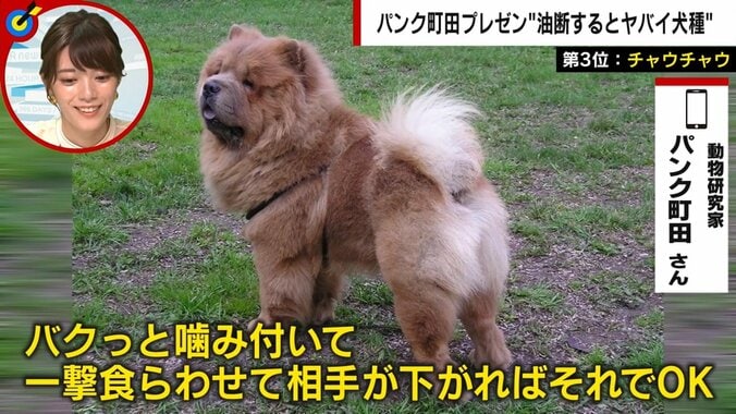 可愛いけど“じつは狂暴”な犬種ベスト３ 動物研究家「ドーベルマンの比じゃない」と指摘する犬種も 2枚目