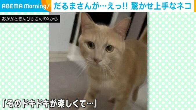 猫のきんぴらくん