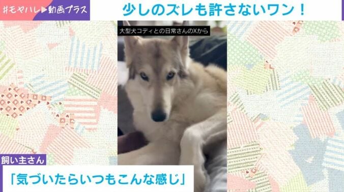 コディくん