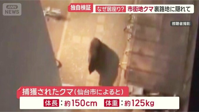 捕獲されたクマ