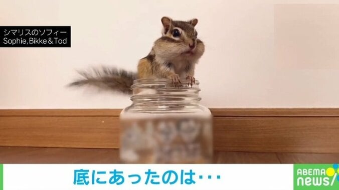 尻尾を振って警戒するシマリス 勇ましい顔で周りを見つめる姿に「フリフリ可愛い」「警戒モードのときが可愛過ぎ」と癒し 1枚目