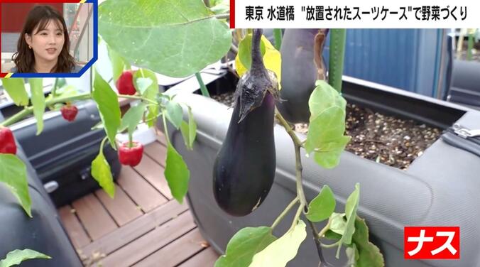 廃棄スーツケースで野菜栽培