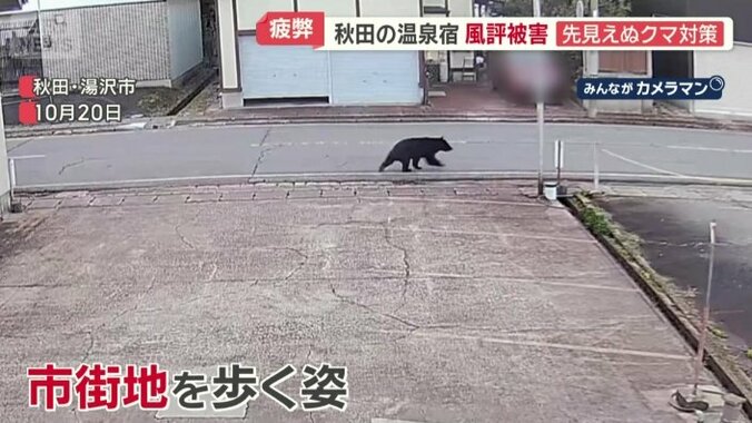 湯沢市の市街地を歩くクマ