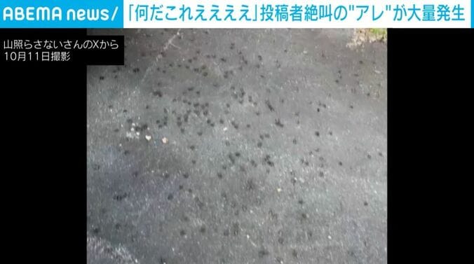 大量のカメムシ