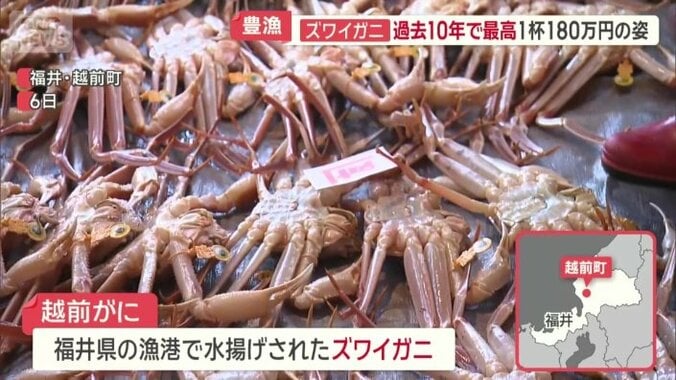 大量の「越前がに」
