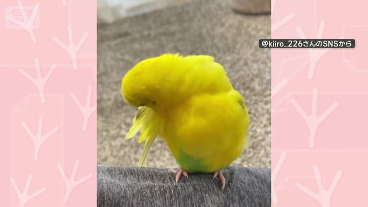 部屋で羽繕い
