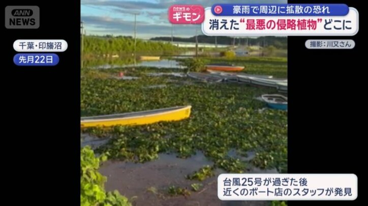 先月22日　大量に流れ着いた水草