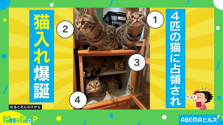 “猫入れ”化した棚