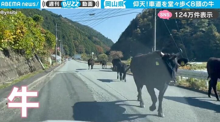 衝撃映像！ 車を運転してたら“日本離れした出来事”に遭遇　岡山で撮影された不思議な光景がネット上で話題に