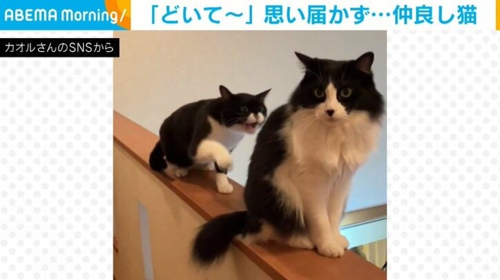 猫のフクくん（4歳）とヤンくん（4歳）