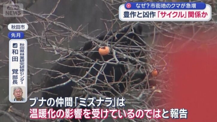 「『ミズナラ』は温暖化の影響を受けているのでは」