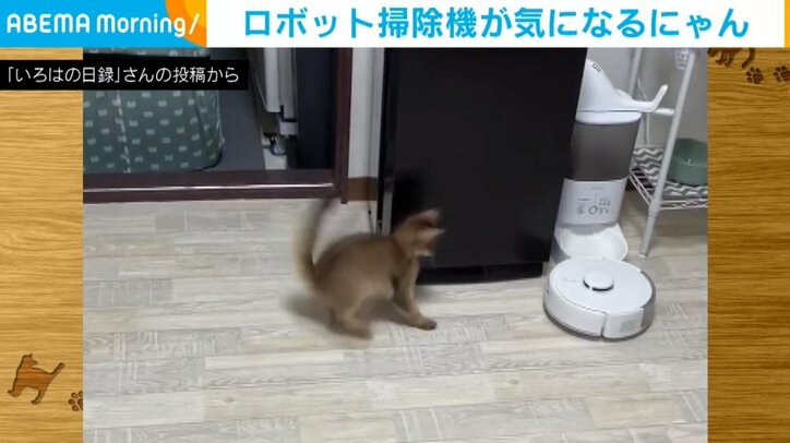 ロボット掃除機VS猫? 何度も逃げ出す猫の “愛くるしい姿” に「可愛いやんのかステップ」「お尻尾がwww」など称賛の声