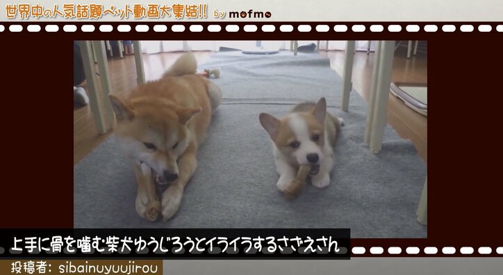 「手の上で熟睡中ニャ」可愛い猫&犬が大集結 『mofmo』とのコラボ番組をAbemaTVで放送