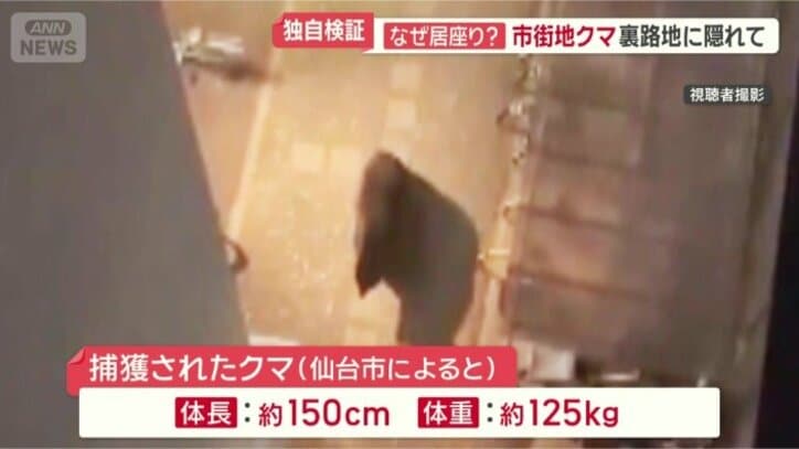捕獲されたクマ