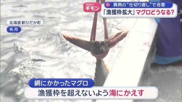 漁獲枠を超えないよう海にかえす