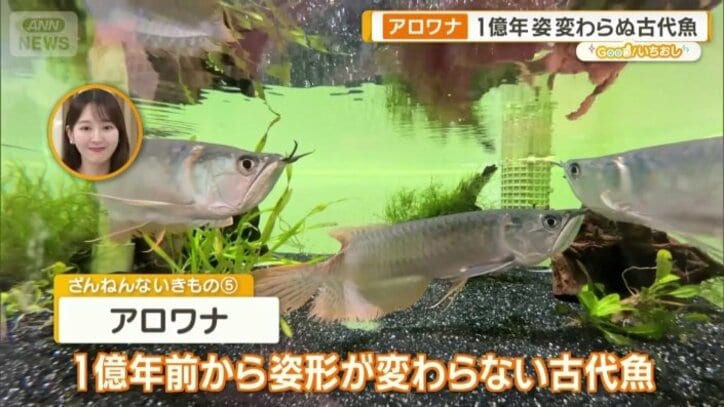 アロワナ
