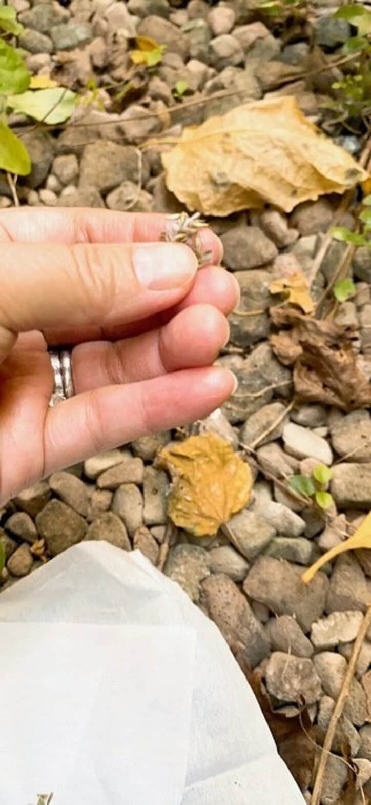堀ちえみ、夫に黙っておきたいこと「ひっついてきた種子のこと…」