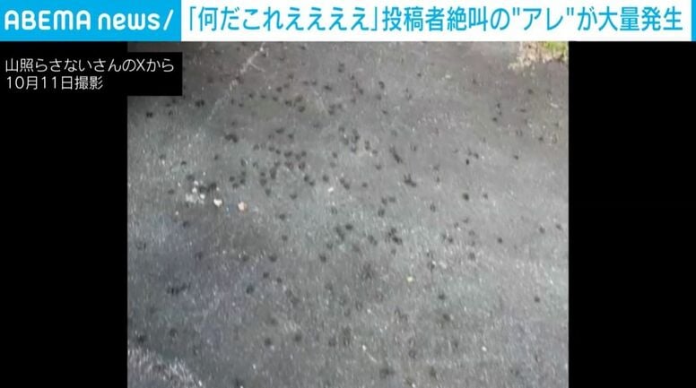「何だこれええええ！」車の窓を「2cm」開けて登山へ→戻ると車内に“カメムシ”が大量侵入した恐怖の光景！ つまみ出すも悪臭＆手が茶色に…「3日経っても湧いてくる」