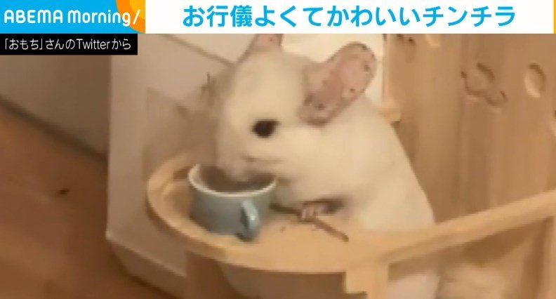 チンチラ チェア いす 椅子 - 小動物用品