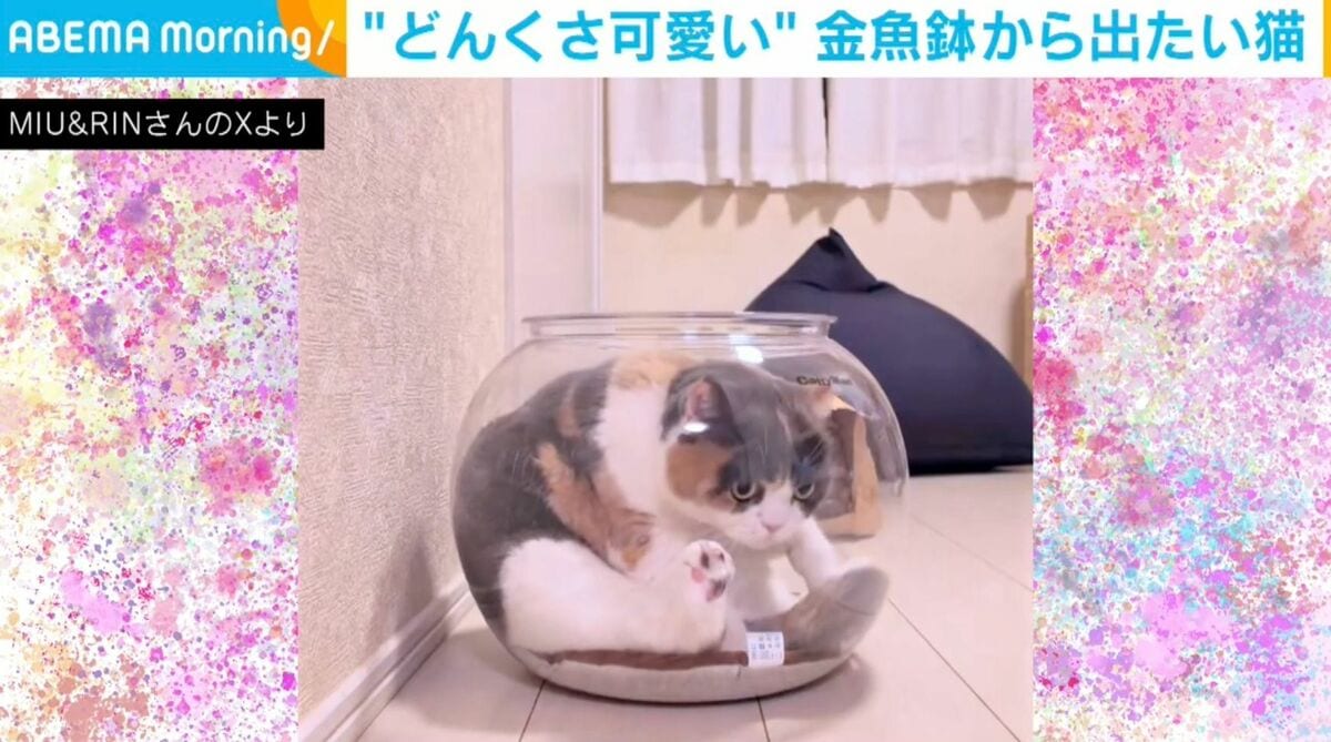 金魚鉢から出たいのに…“どんくさ可愛い”ネコに「出たあと『？』って