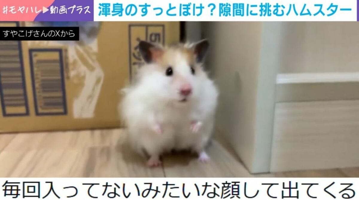 写真・画像】「完全に『え？』の顔してて草」隙間に挑むハムスター