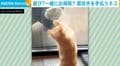 飼い主を真似して窓掃除!? ガラスの向こうから前足で“ゴシゴシ”手伝う猫に反響「かわいいお手伝いさん」「幸せの肉球スタンプ」