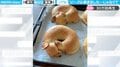 ビーグルのような“ベーグル” 焼き色や寝姿まで忠実に再現されたパンが話題「顔つきもそれぞれかわいい」の声