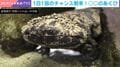 あくびを捉えた激レアな瞬間！「体は茶色いのに…」オオサンショウウオがみせたギャップに反響「かわいい」「がま口財布みたい」