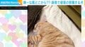 「高度な睡眠妨害w」お昼寝中の猫の“邪魔”をする犬の姿に「心温まる鼻息」など反響続々
