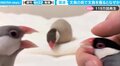 飼い主に激怒! 嫉妬した文鳥の“ブチギレ”具合が「秀逸」「感情むき出し」と話題