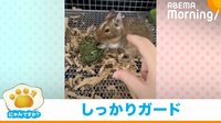 【映像】デグーのキュートな防衛に飼い主も“メロメロ”