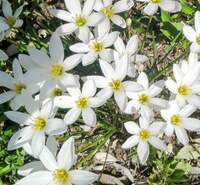 寺田理恵子『コロナ後遺症』