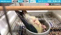 「た、祟りじゃ…」器の中に“逆立ち”で爆睡するインコ “まるで犬神家”ばりの貴重映像 【ABEMA TIMES】