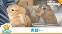 【動画】2匹がガラスに張り付く“意外な理由”