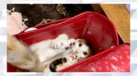 【映像】隙あらばランドセルに住もうとする猫