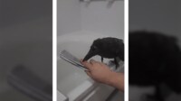 シャワーをおねだりするカラス