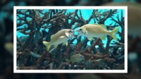 チューしてる? 口を“あんぐり” 魚のケンカ
