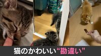 【映像】終始“ドン引き”する猫