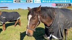 「マネキンチャレンジみたい」日向ぼっこ中の放牧場 全頭“同じ体勢”でフリーズする光景に視聴者くぎ付け