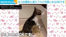 「隠したいけど隠せない」 用を足した後“砂かけ”できない子猫の独特ムーブに注目！ でも可愛いからOK？