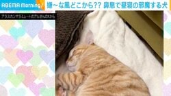 「高度な睡眠妨害w」お昼寝中の猫の“邪魔”をする犬の姿に「心温まる鼻息」など反響続々