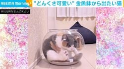 金魚鉢から出たいのに…“どんくさ可愛い”ネコに「出たあと『？』ってなってるの可愛すぎ」「気まずい表情が笑えるw」など反響