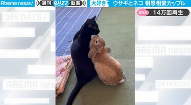 お互いの好き”があふれすぎてる… ウサギと猫の“秘め事”感強めな相思