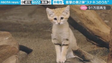 MVが「めためた耳に残る」と中毒者続出…スナネコの生態をユニークに