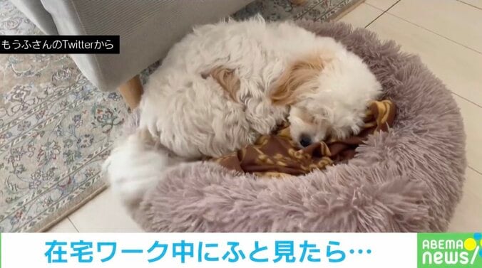 眠りながら“しっぽフリフリ” 犬の幸せそうな寝姿に「キャワユイ奴め」「美味しいオヤツを食べてるのかな」の声 1枚目