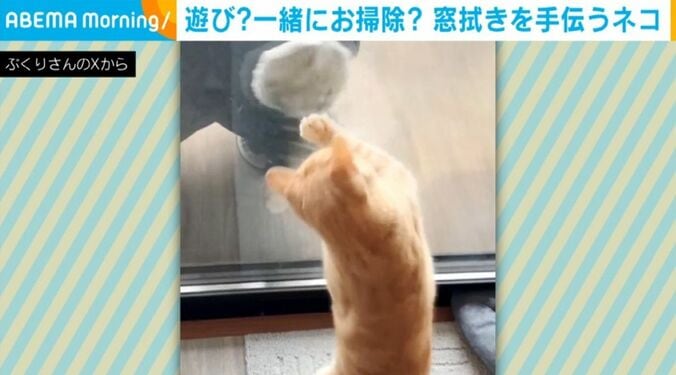 猫のミクくん