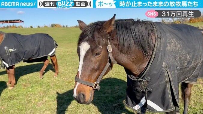 Yogiboヴェルサイユリゾートファームの放牧馬