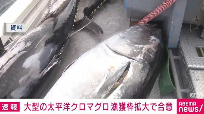 マグロ