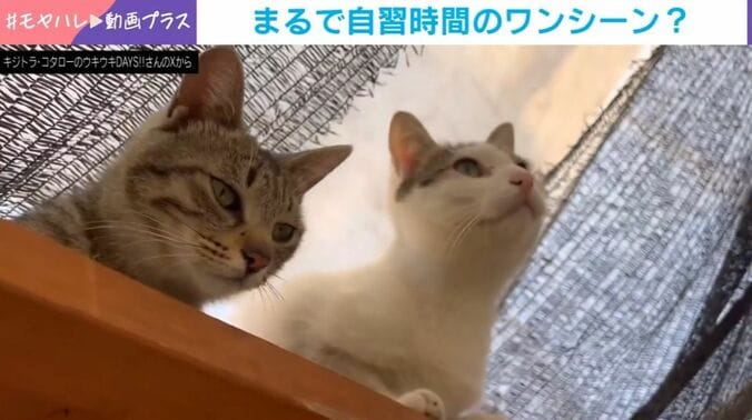 ムギくんとコナツちゃん