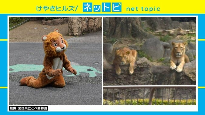 愛媛・とべ動物園の動物脱出対策訓練が国内外で話題に「奥で見てるリアルライオンの顔！」 2枚目